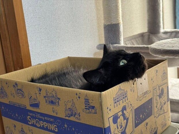ダンボールに入るボサちゃん