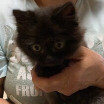 14年ぶりに両手に収まる小さな子猫を抱っこ！先住猫の受診をきっかけに出会った保護猫を家族に