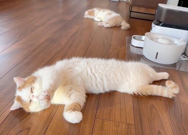 床暖房の上でエアふみふみするひるねくん。