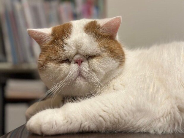 モフモフになったひるねくん。