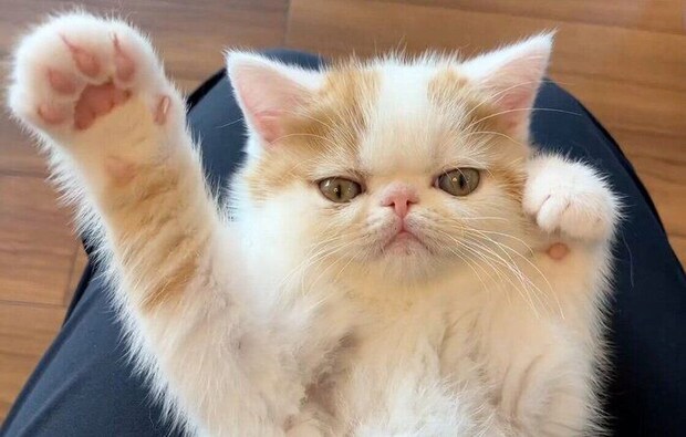 エアふみふみをするひるねくん。