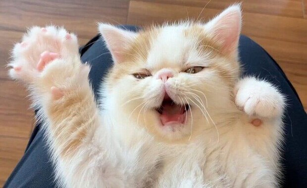 エアふみふみをするひるねくん。