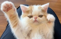 膝の上に乗せたら、突然「エアふみふみ」を開始！　甘えん坊な子猫が見せた可愛いしぐさに悶絶