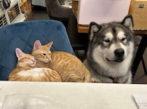 保護猫兄弟の“イチャつき現場”を目撃した先住犬は、気まずそう!?　絶妙な距離感に笑みがこぼれる