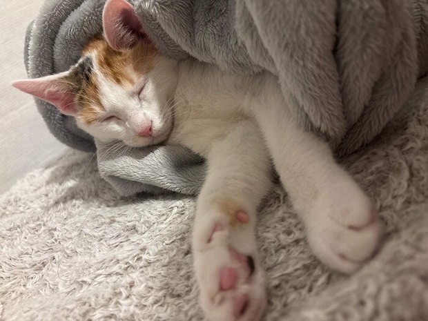 最近のみっけちゃん。毛布にくるまれてスヤ～