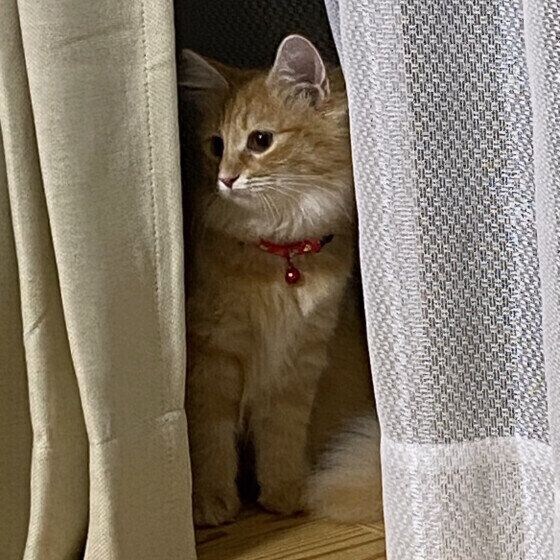 カーテンに隠れるノルウェージアンフォレストキャット