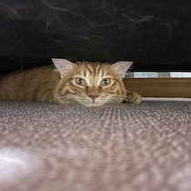 ピンポンの音で猛ダッシュ！猫が来客を警戒する理由を獣医師に聞いた