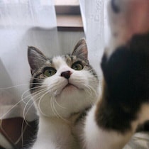 【調査】愛猫を怒らせた経験はある？対処方法を獣医師に聞いた