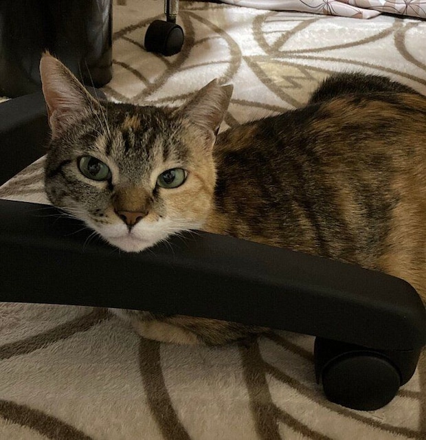 あごをのせてくつろぐみけちゃん