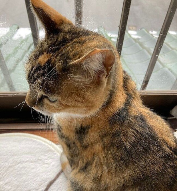 窓辺で外を見つめるみけちゃん