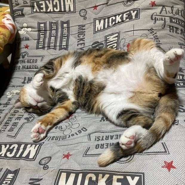 寝転がるみけちゃん