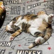 隣家の軒下に住み、庭に遊びに来ていた子猫を保護→2年後のおなか丸出しで眠る姿にほっこり