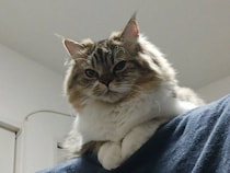 猫カフェに行ってきた飼い主を“ジト目”でじーっ　嫉妬深い猫のただならぬ“圧”に思わずクスッ