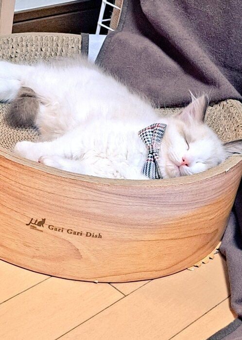 眠っているラグドールの子猫