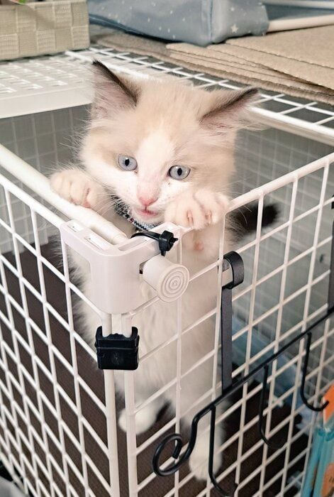 ケージを登るラグドールの子猫