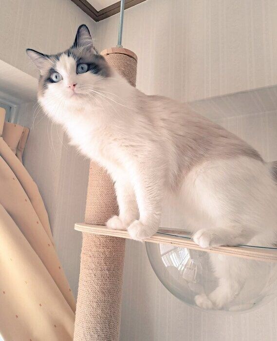 キャットタワーに登っている1才のラグドール