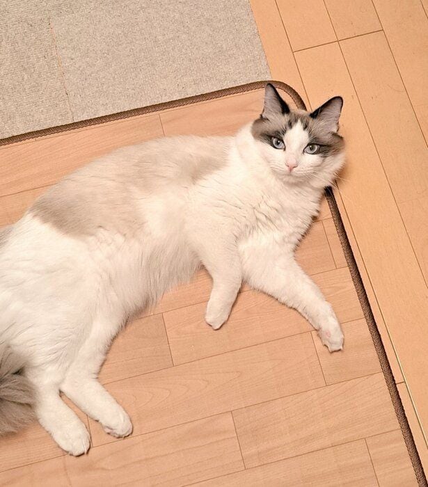 床に寝転んでいるラグドール