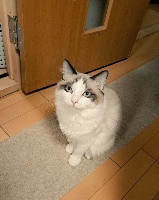 飼い主を見上げるラグドール