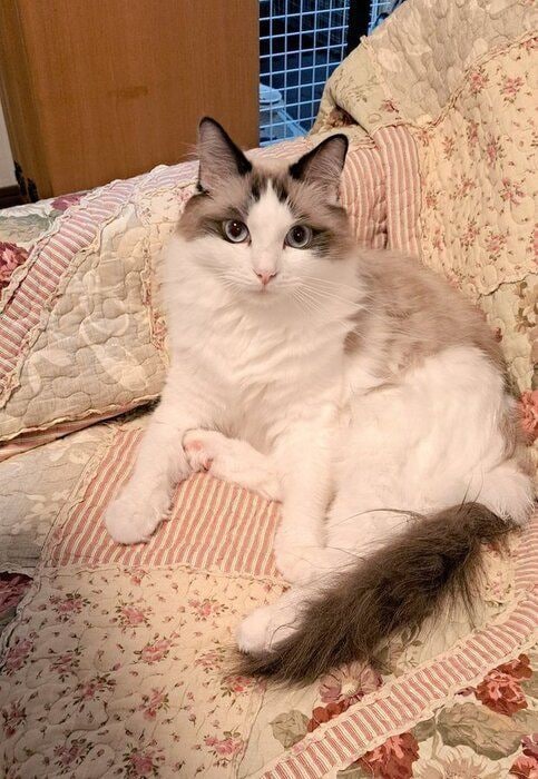 ソファでくつろぐラグドール