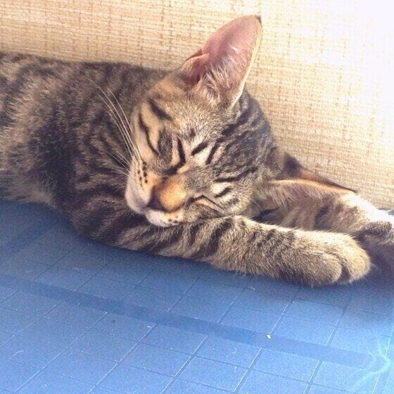 前足を伸ばして寝るサバトラ猫