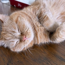 寝言・いびき・おねしょ　猫が寝ているときにする行動・しない行動は