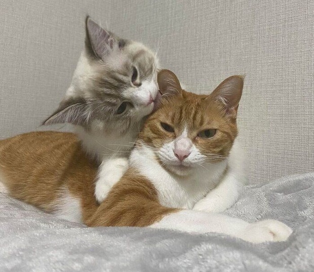 仲良しなラテちゃん、クレマちゃん