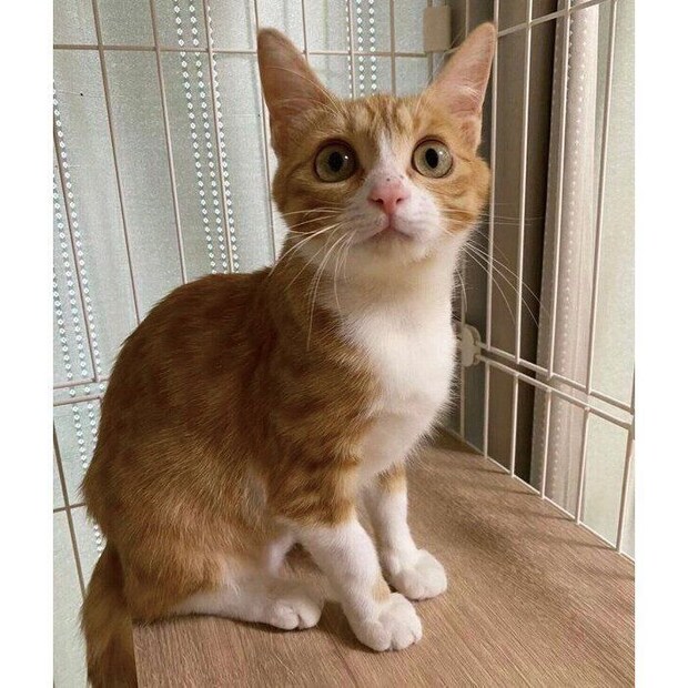 生後推定6カ月のころに撮影したラテちゃん。