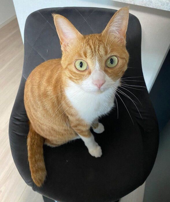 推定2才6カ月のころに撮影したラテちゃん