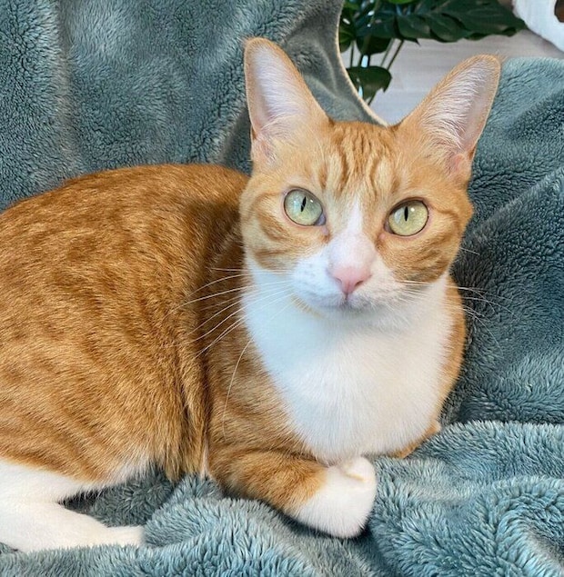 まったりするラテちゃん