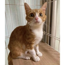 弱っているところを保護された野良の子猫　お迎え当時は心配なこともあったけれど、2年後には立派に成長！