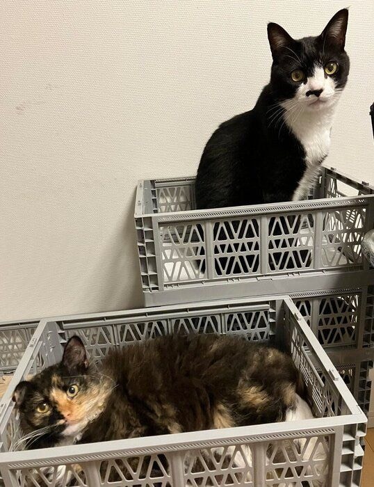 エカちゃんと先住猫・仗助くん