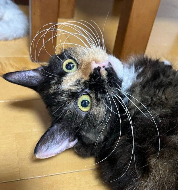 寝転がるエカちゃん