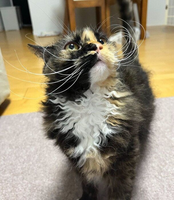 カールが美しいエカちゃん