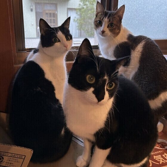 窓から景色を見ていた3匹の猫