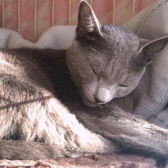 リラックスするロシアンブルー