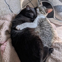 大きな声で叱るのは絶対NG！猫にやってはいけない4つのこと