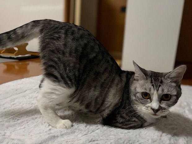 「おしりトントン待ち」をする春くん。