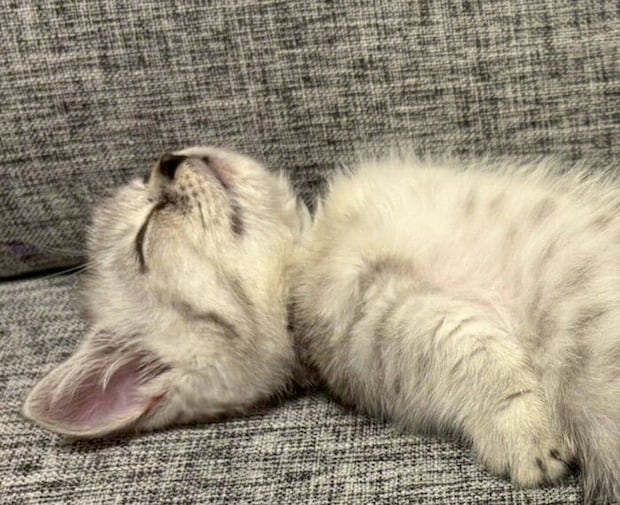 ヘソ天で熟睡するしらすおろしくん