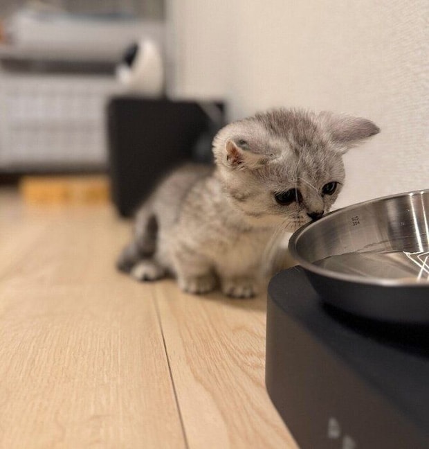 スクスクと成長中のしらすおろしくん