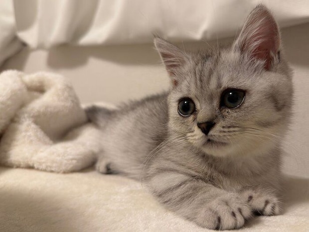 毎日可愛いしらすおろしくん