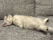 ソファの上で大胆に“ヘソ天”するマンチカンの子猫　寝落ちっぷりが「おじさん」のようだと反響