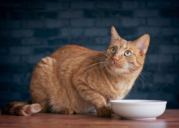 フードを食べる猫