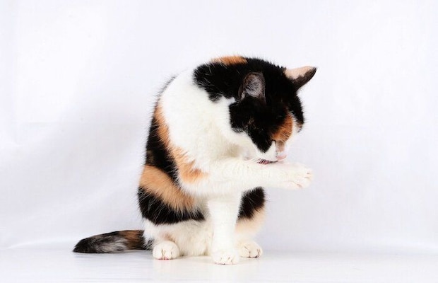 手をペロペロする猫