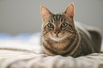 やりがちだけど絶対にやめて！猫の緊急時にNGな対応