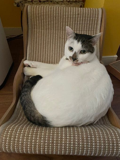 くつろいでいる猫