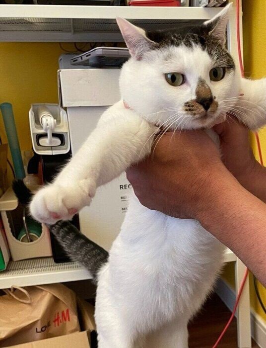 ふっくらとしたおなかが可愛い猫