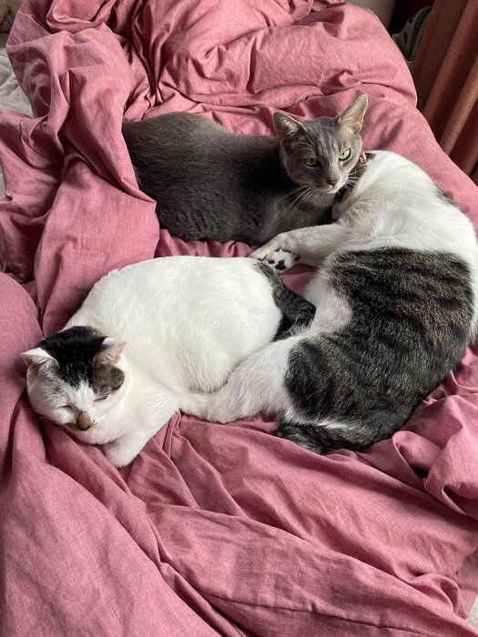 仲良くくっついて過ごす3匹の猫