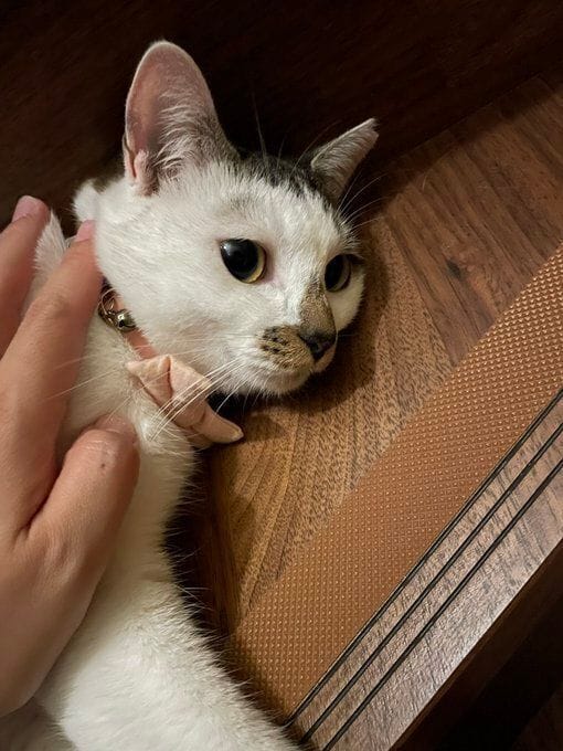 飼い主に撫でられている猫