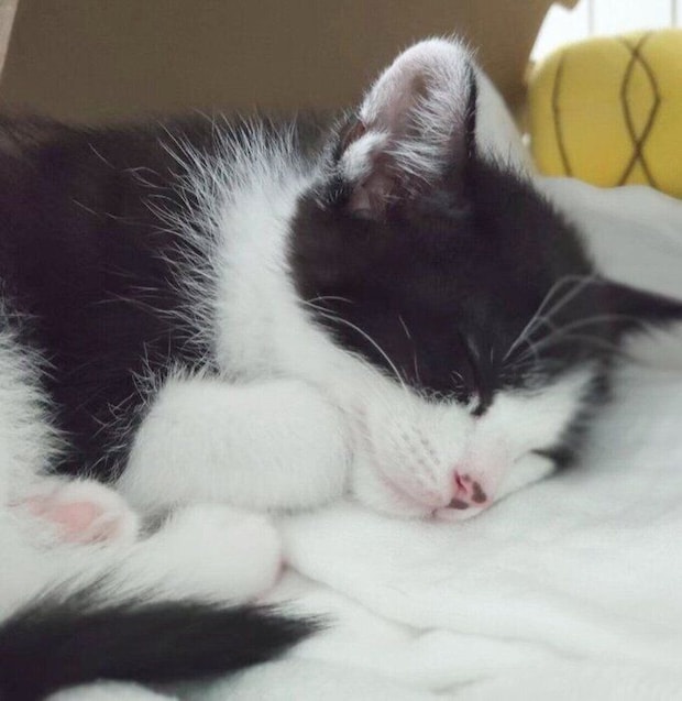 子猫時代のおそのさん