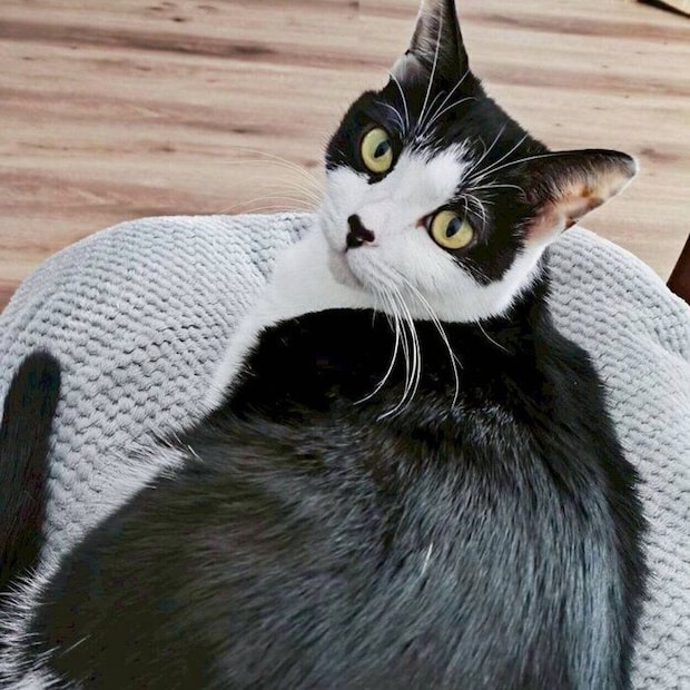 「ナデナデ待ち」のおそのさん